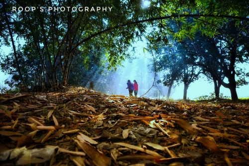 ROOP SRIVASTAVA Portfolio